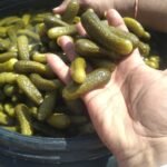 Gherkins