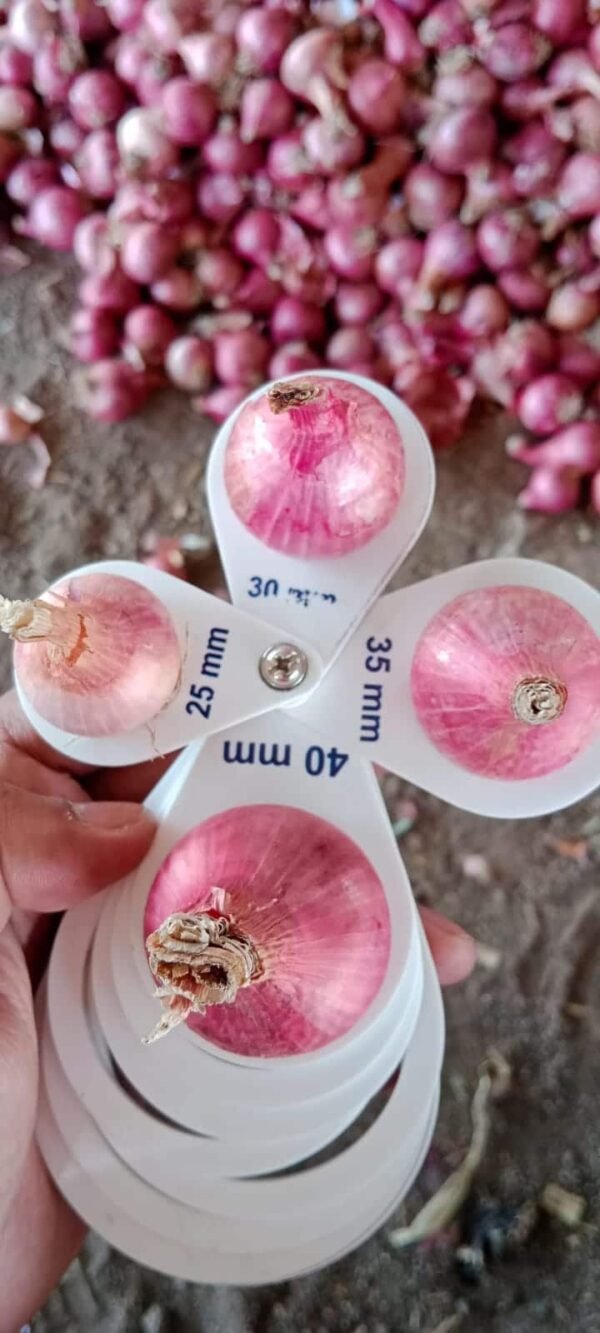 Fresh Red Onion - Image 4