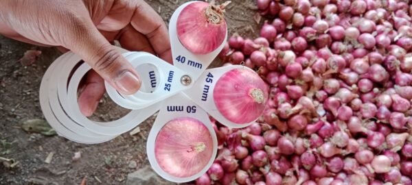 Fresh Red Onion - Image 3