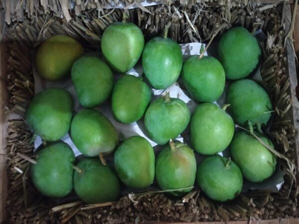 Ratnagiri alphonso mango & Devgad alphonso mango - Image 8